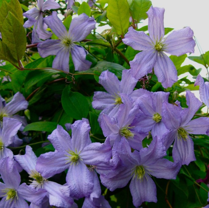 Клематис гибридный Принц Чарльз